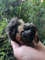 Jonge cavia zeugjes, Dieren en Toebehoren, Knaagdieren, Juli, Vrouwelijk, Cavia