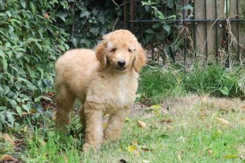Vrolijke Medium Doodle puber pups  beschikbaar voor biedingen