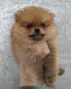 Pomeranian Dwergkees teefje 🩷 8 weken oud, Dieren en Toebehoren, CDV (hondenziekte), Particulier, Teef, 8 tot 15 weken