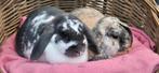 Konijnen stel MOCHI & BOBBA uit de opvang zoeken en huis!, Dieren en Toebehoren, Konijnen, Meerdere dieren, Klein, 3 tot 5 jaar