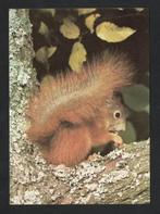 Eekhoorn In Boom Sciurus Vulgaris Knaagdier., Verzamelen, Ansichtkaarten | Dieren, Ophalen of Verzenden, 1980 tot heden, Ongelopen