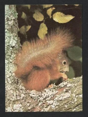 Eekhoorn In Boom Sciurus Vulgaris Knaagdier. beschikbaar voor biedingen
