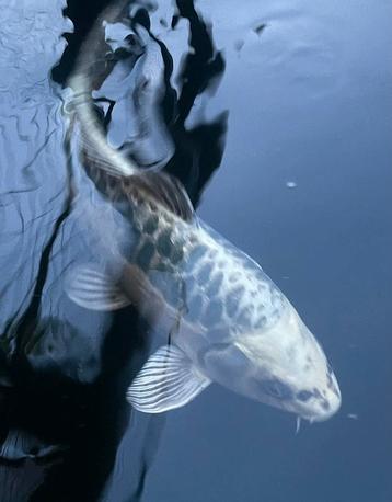 Mooie  Japanse aragoke koi 40 cm beschikbaar voor biedingen