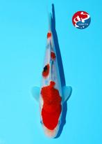 HQ KIBI SANKE TOSAI super HUIDKWALITEIT show koi, Karper of Koi