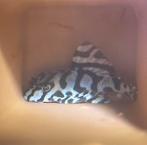 L333 king tiger pleco - white, Dieren en Toebehoren, Vis