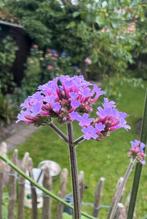 VERBENA IJzerhard Vlinderplant Verbena Bonariensis, Tuin en Terras, Planten | Tuinplanten, Volle zon, Tweejarig, Zomer, Ophalen