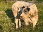 2 super dikbil pinken, Dieren en Toebehoren, Runderen, Vrouwelijk, 0 tot 2 jaar