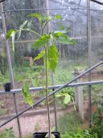Tomatenplanten diverse soorten, Tuin en Terras, Ophalen, Minder dan 100 cm