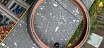 MTB buitenband Schwalbe Smart Sam, Overige merken, Overige typen, Nieuw, Mountainbike