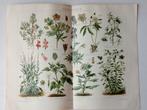 Botanische litho - Giftpflanzen II - 1894, Antiek en Kunst, Antiek | Schoolplaten, Ophalen of Verzenden, Natuur en Biologie