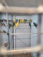 Halsband parkieten, Dieren en Toebehoren, Vogels | Parkieten en Papegaaien, Meerdere dieren, Parkiet