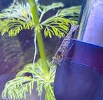 Garnalen wildkleur, Dieren en Toebehoren, Vissen | Aquariumvissen, Kreeft, Krab of Garnaal