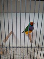 Gouldamadine man oranjekop paarsborst groen, Dieren en Toebehoren, Vogels | Overige Vogels, Mannelijk, Tropenvogel, Geringd