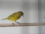 Bastaard zwartkopsijs mannen broed 2025, Mannelijk, Wildzangvogel