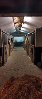 Pensionstalling met mooie uitrij gelegenheid, Dieren en Toebehoren