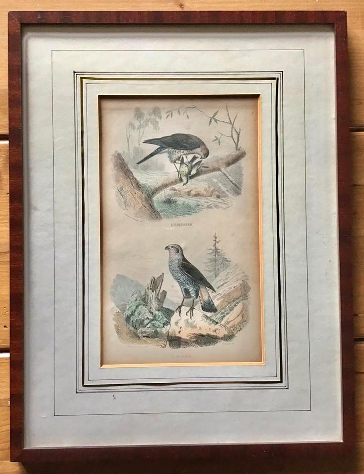 PRENTENKABINET PAULUS SWAEN ZELDZAME STAALGRAVURE VOGELS, Antiek en Kunst, Kunst | Etsen en Gravures, Ophalen of Verzenden