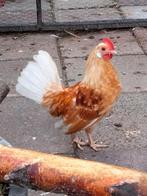 Gratis haantje, Dieren en Toebehoren, Mannelijk, Kip