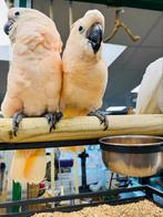 Heel tam jonge Molukken kaketoe, Meerdere dieren, Papegaai, Pratend
