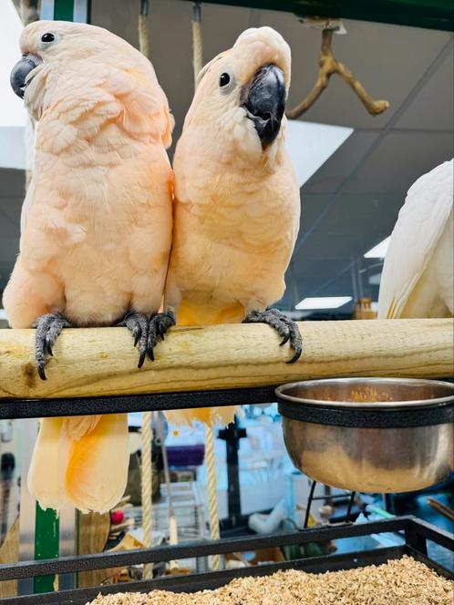 Heel tam jonge Molukken kaketoe, Dieren en Toebehoren, Vogels | Parkieten en Papegaaien, Papegaai, Meerdere dieren, Pratend, Tam