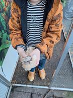 3 Japanse kwartels te koop, Meerdere dieren