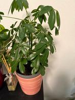 Schefflera plant in pot, Vaste plant, Bloeit niet, Halfschaduw, Ophalen