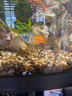 regenboog vis, Dieren en Toebehoren, Vissen | Aquariumvissen, Zoetwatervis, Vis