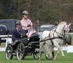 Demo shetland tuig SAM, Dieren en Toebehoren, Paarden en Pony's | Hoofdstellen en Tuigage, Ophalen of Verzenden, Overige soorten