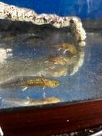 jonge axolotl, Vis