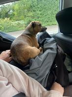 Lieve actieve chihuahua x Jack russel zoekt met spoed, Dieren en Toebehoren, Honden | Chihuahua's en Gezelschapshonden, Rabiës (hondsdolheid)