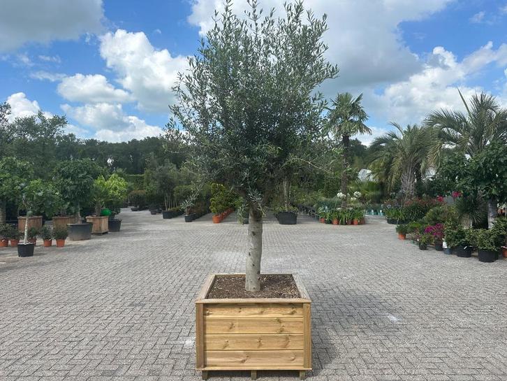 Aanbieding : olijfboom 30/40 in houten bloembak compleet!!!, Tuin en Terras, Planten | Bomen, Olijfboom, 250 tot 400 cm, Volle zon