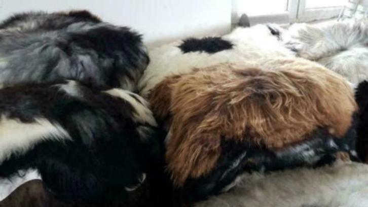 Langharige mooie grote IJslandse schapenvachten 1m - 1m20, Huis en Inrichting, Stoffering | Tapijten en Kleden, Ophalen of Verzenden