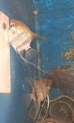Bewezen Red Back  koppel, Vis, Zoetwatervis, Schoolvis