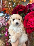 Maltipoo pups mogen nu weg alles op foto beschikbaar, Nederland, Overige rassen, 8 tot 15 weken, CDV (hondenziekte)