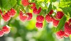 Rode frambozenplanten frambozenstruiken, Tuin en Terras, Planten | Tuinplanten, Ophalen of Verzenden, Zomer, Volle zon