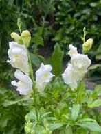 Zaden leeuwenbekje wit (Antirrhinum majus), Ophalen of Verzenden, Voorjaar, Volle zon, Zaad
