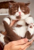 GEZOCHT CINNAMON OF BICOLOR BRITSE KORTHAAR’, Dieren en Toebehoren