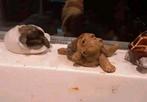 NIEUWE PARTIJ VERSCHILLENDE SCHATTIG SCHILDPADDEN COMPLEET, Ophalen of Verzenden, Nieuw