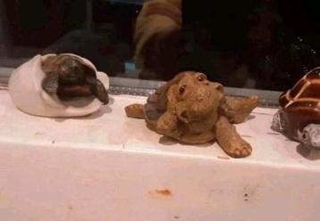 NIEUWE PARTIJ VERSCHILLENDE SCHATTIG SCHILDPADDEN COMPLEET

 beschikbaar voor biedingen