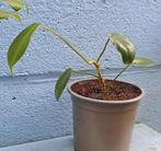 Philodendron Florida Green., Ophalen of Verzenden, Halfschaduw, Minder dan 100 cm