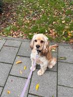 Amerikaans Cocker pup (bijna 1 jaar) zoekt nieuw thuis, Dieren en Toebehoren, België, Particulier, Rabiës (hondsdolheid), 15 weken tot 1 jaar