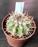 cactussen/copiapoa, Overige soorten, Volle zon, Vaste plant, Ophalen of Verzenden