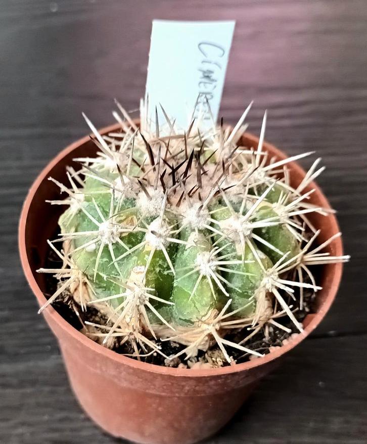 cactussen/copiapoa, Tuin en Terras, Planten | Tuinplanten, Vaste plant, Overige soorten, Volle zon, Zomer, Ophalen of Verzenden