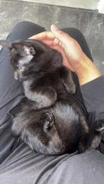 europees british short hair, Dieren en Toebehoren, Kater, Gechipt