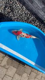 Showa, Karper of Koi