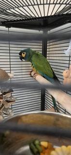 Ara Maracana, Dieren en Toebehoren, Vogels | Parkieten en Papegaaien, Vrouwelijk, Papegaai, Geringd