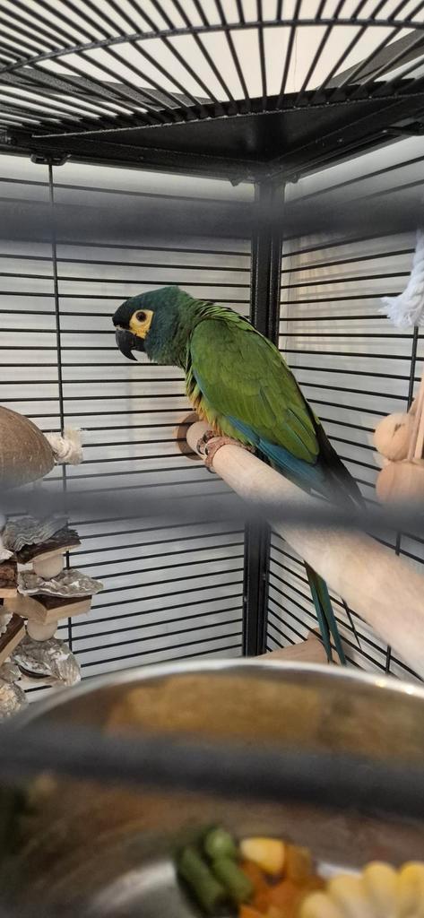 Ara Maracana, Dieren en Toebehoren, Vogels | Parkieten en Papegaaien, Papegaai, Vrouwelijk, Geringd