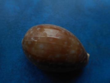 Schelpen: Cypraea vitellus dama Perry gem- 59mm beschikbaar voor biedingen