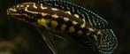 Julidochromis Malieri, Tanganyika cichlide, Dieren en Toebehoren, Vissen | Aquariumvissen