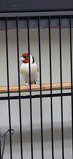 Majoor putter man, Mannelijk, Wildzangvogel