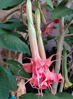 dubbel roze Brugmansia, Ophalen, Zomer, Overige soorten, Volle zon
